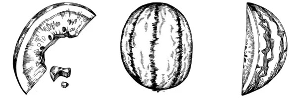 Desenho Vetorial Esboço Melancia Baga Desenhada Mão Isolada Fundo Branco —  Vetores de Stock