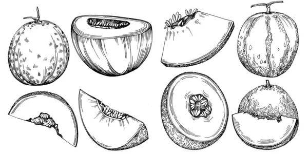 Schizzo Vettoriale Realistico Del Melone Collezione Decorativa Stile Retrò Prodotto — Vettoriale Stock