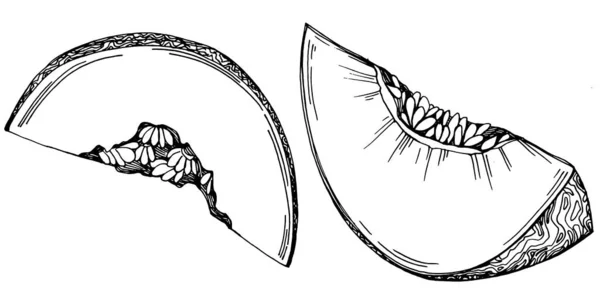Реалистичный Векторный Рисунок Дыни Декоративный Ретро Стиль Коллекция Ручной Работы — стоковый вектор