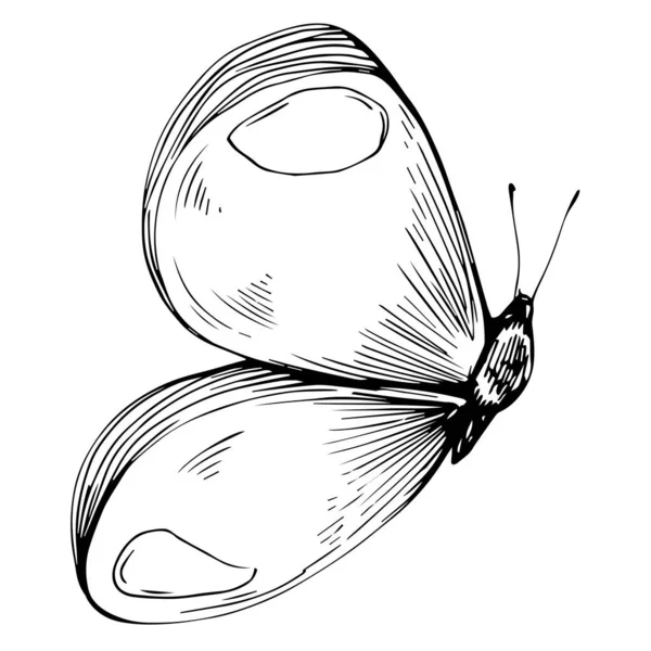 Butterfly Sketch Insetti Disegno Illustrazione — Vettoriale Stock