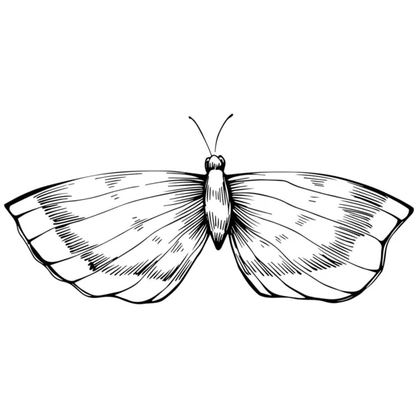 Butterfly Sketch Insects Drawing Illustration — Stock Vector