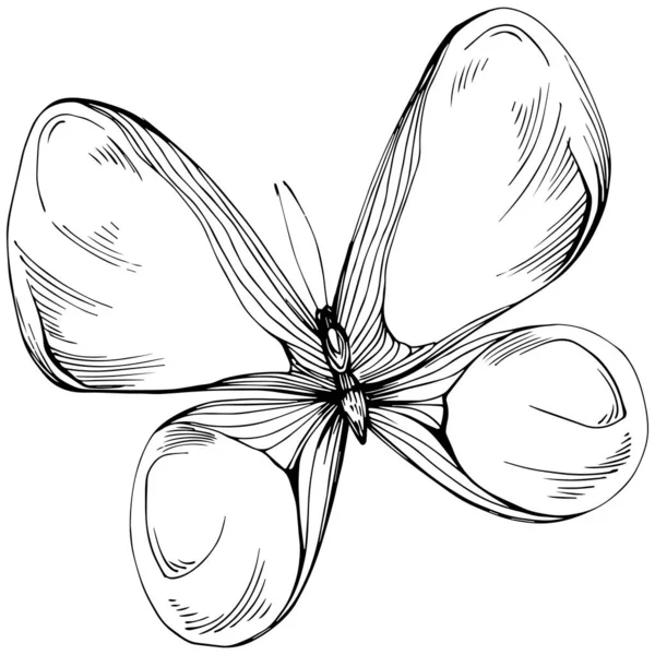 蝶スケッチ昆虫図を描く — ストックベクタ