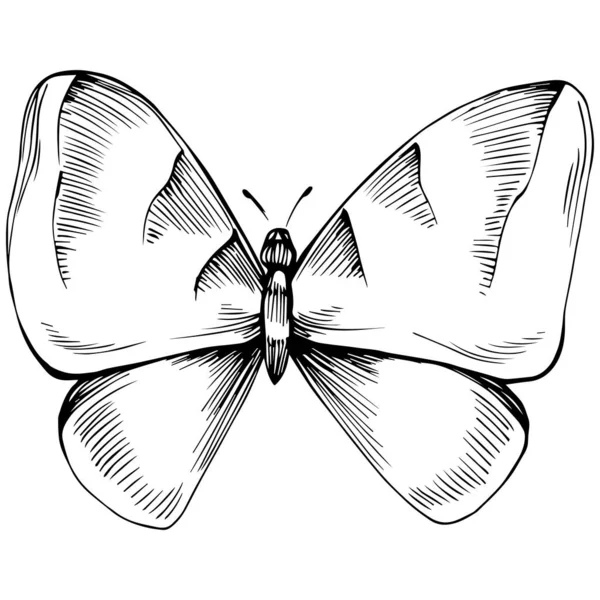 Fluture Schiță Insecte Desen Ilustrație — Vector de stoc