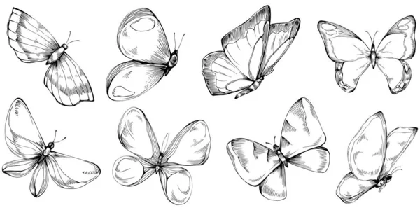 Mariposa Bosquejo Insectos Dibujo Ilustración — Vector de stock