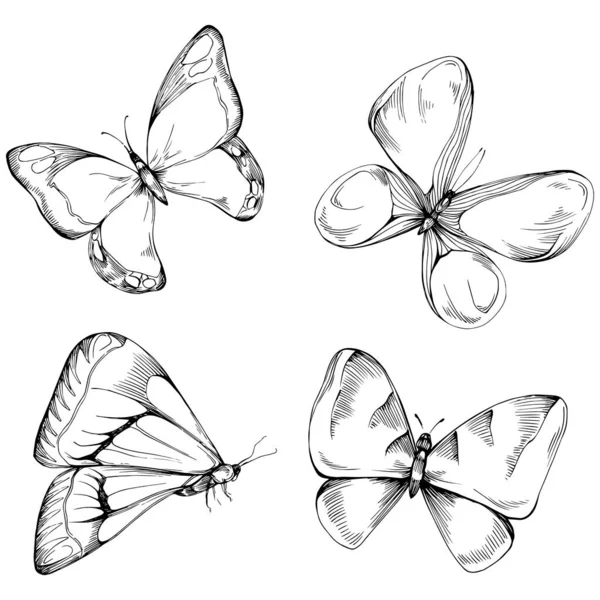 Croquis Papillon Insectes Dessin Illustration — Image vectorielle