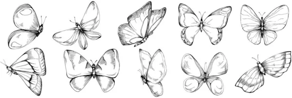 Mariposa Bosquejo Insectos Dibujo Ilustración — Archivo Imágenes Vectoriales