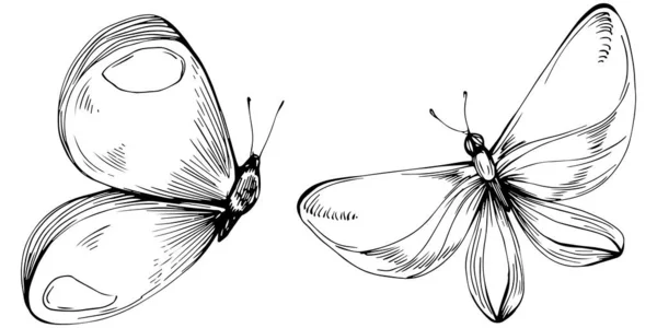 Butterfly Sketch Insetti Disegno Illustrazione — Vettoriale Stock