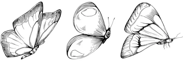 Butterfly Sketch Insetti Disegno Illustrazione — Vettoriale Stock