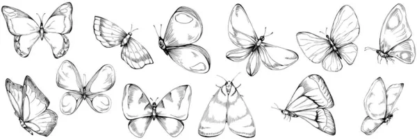 Kelebek Karalama Böcekleri Resimleme — Stok Vektör