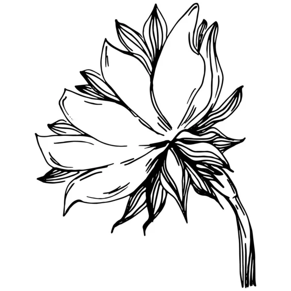 Sunflower Summer Isolated Botanical Flower Leaves Black White Engraved Sketch — 스톡 벡터