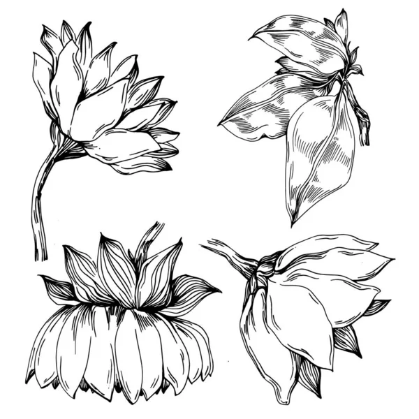 Sunflower Summer Isolated Botanical Flower Leaves Black White Engraved Sketch — Stock vektor