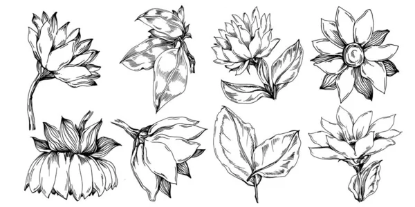 Slunečnicové Léto Izolovaná Botanická Květina Listy Černobílý Rytý Kreslený Inkoust — Stockový vektor