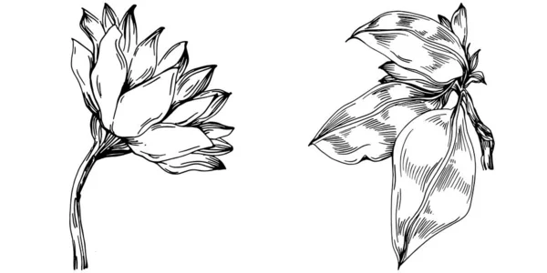 Подсолнух Летом Изолированный Ботанический Цветок Листья Черно Белый Рисунок Гравировкой — стоковый вектор