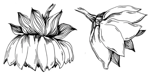 Sunflower Summer Isolated Botanical Flower Leaves Black White Engraved Sketch — Stock Vector