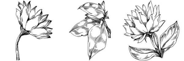 Zonnebloem Zomer Geïsoleerde Botanische Bloem Bladeren Zwart Wit Gegraveerde Schets — Stockvector