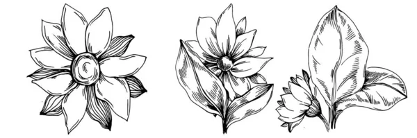Sunflower Summer Isolated Botanical Flower Leaves Black White Engraved Sketch — 스톡 벡터