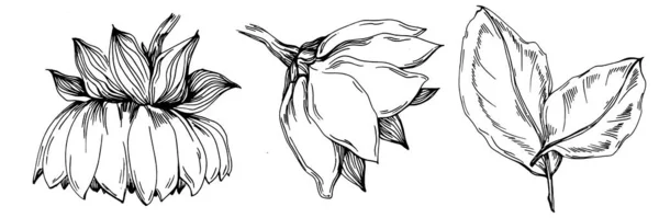 Ηλιόλουστο Καλοκαίρι Μεμονωμένο Βοτανικό Λουλούδι Φύλλα Ασπρόμαυρο Σκαλιστό Σκίτσο Μελάνι — Διανυσματικό Αρχείο