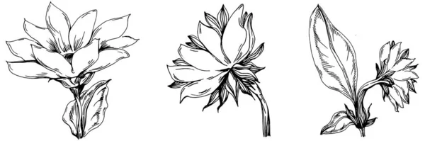 Verano Girasol Flor Botánica Aislada Hojas Dibujo Grabado Blanco Negro — Vector de stock