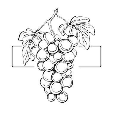 Hand drawn Grape floral logo, frame, border, promo element. Brand emblem template. Minimalistic monogram. Rustic elegant trademark or logotypes background. clipart