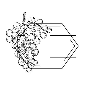 Elle çizilmiş üzüm çiçeği logosu, çerçeve, sınır, tanıtım elementi. Damga şablonu. Minimalist monogram. Rustik zarif marka veya logottip arkaplan.