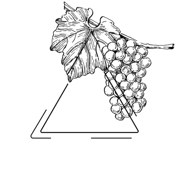 Hand Drawn Grape Floral Logo Frame Border Promo Element Brand — Vetor de Stock
