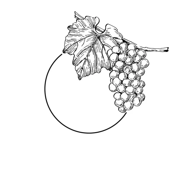 Hand Drawn Grape Floral Logo Frame Border Promo Element Brand — Stockvektor