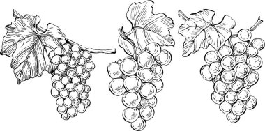 Beyaz arkaplandaki üzüm dallarının çizimi