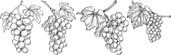 Illustration Grape Branches White Background — Stok Vektör