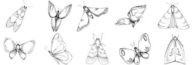 Kelebek böceklerinin çizdiği çizim çizimi. Vahşi doğa oymalı stil çizimi. Ayrıntılı hayvan ürünü taslağı. Tasarım logosu, menü, etiket, simge, pul için en iyisi.