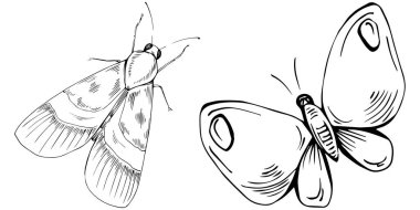 Kelebek böceklerinin çizdiği çizim çizimi. Vahşi doğa oymalı stil çizimi. Ayrıntılı hayvan ürünü taslağı. Tasarım logosu, menü, etiket, simge, pul için en iyisi.