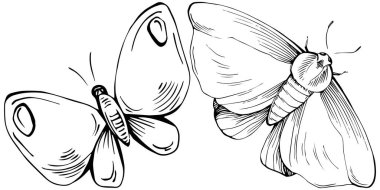 Kelebek böceklerinin çizdiği çizim çizimi. Vahşi doğa oymalı stil çizimi. Ayrıntılı hayvan ürünü taslağı. Tasarım logosu, menü, etiket, simge, pul için en iyisi.