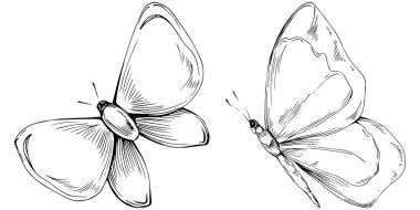 Kelebek böceklerinin çizdiği çizim çizimi. Vahşi doğa oymalı stil çizimi. Ayrıntılı hayvan ürünü taslağı. Tasarım logosu, menü, etiket, simge, pul için en iyisi.