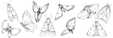 Kelebek böceklerinin çizdiği çizim çizimi. Vahşi doğa oymalı stil çizimi. Ayrıntılı hayvan ürünü taslağı. Tasarım logosu, menü, etiket, simge, pul için en iyisi.