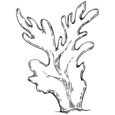 Elle çizilmiş mercanlar beyaza izole edilmiş. Çizim