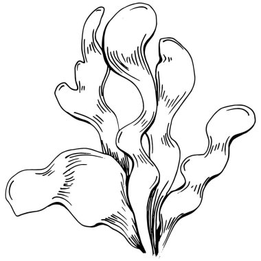 Elle çizilmiş mercanlar beyaza izole edilmiş. Çizim