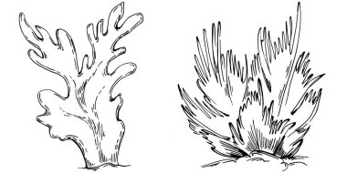 Elle çizilmiş mercanlar beyaza izole edilmiş. Çizim