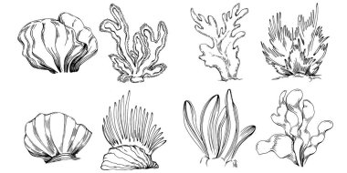 Elle çizilmiş mercanlar beyaza izole edilmiş. Çizim