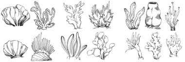 Elle çizilmiş mercanlar beyaza izole edilmiş. Çizim