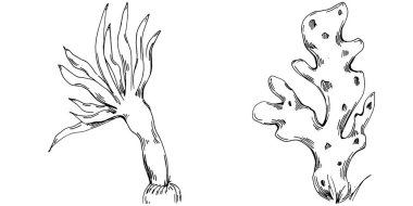 Elle çizilmiş mercanlar beyaza izole edilmiş. Çizim