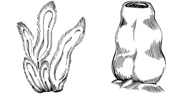 Elle çizilmiş mercanlar beyaza izole edilmiş. Çizim