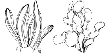 Elle çizilmiş mercanlar beyaza izole edilmiş. Çizim