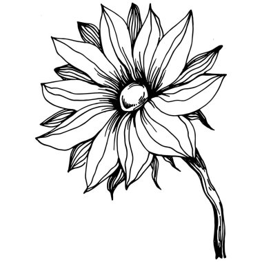 Ayçiçeği yazı. İzole botanik çiçeği, yapraklar. Siyah ve beyaz oymalı mürekkep resimleri. Yaprak bitkisi, botanik bahçesi çiçek yaprakları. Yaban çiçeği yaprağı çizim elementi.