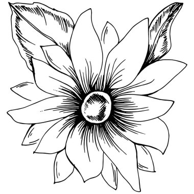 Ayçiçeği yazı. İzole botanik çiçeği, yapraklar. Siyah ve beyaz oymalı mürekkep resimleri. Yaprak bitkisi, botanik bahçesi çiçek yaprakları. Yaban çiçeği yaprağı çizim elementi.