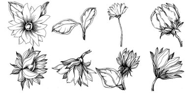 Ayçiçeği yazı. İzole botanik çiçeği, yapraklar. Siyah ve beyaz oymalı mürekkep resimleri. Yaprak bitkisi, botanik bahçesi çiçek yaprakları. Yaban çiçeği yaprağı çizim elementi.