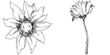 Ayçiçeği yazı. İzole botanik çiçeği, yapraklar. Siyah ve beyaz oymalı mürekkep resimleri. Yaprak bitkisi, botanik bahçesi çiçek yaprakları. Yaban çiçeği yaprağı çizim elementi.