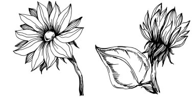 Ayçiçeği yazı. İzole botanik çiçeği, yapraklar. Siyah ve beyaz oymalı mürekkep resimleri. Yaprak bitkisi, botanik bahçesi çiçek yaprakları. Yaban çiçeği yaprağı çizim elementi.