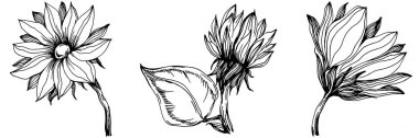 Ayçiçeği yazı. İzole botanik çiçeği, yapraklar. Siyah ve beyaz oymalı mürekkep resimleri. Yaprak bitkisi, botanik bahçesi çiçek yaprakları. Yaban çiçeği yaprağı çizim elementi.