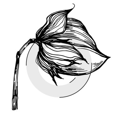 El yapımı pamuklu çiçek logosu, çerçeve, sınır, tanıtım elementi. Damga şablonu. Minimalist monogram. Rustik zarif marka veya logottip arkaplan.