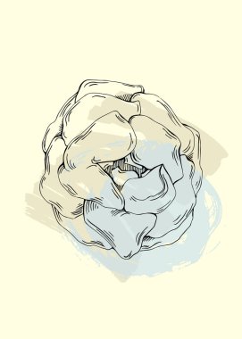 Şakayık botanik duvar sanatı. Şakayıklar soyut şekilli çizim çizerler. Baskı, kapak, duvar kağıdı, asgari ve doğal duvar sanatı için soyut bitki sanatı tasarımı.