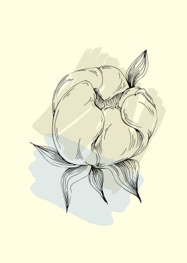 Şakayık botanik duvar sanatı. Şakayıklar soyut şekilli çizim çizerler. Baskı, kapak, duvar kağıdı, asgari ve doğal duvar sanatı için soyut bitki sanatı tasarımı.